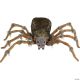 Morris DELUXE LIGHTUP WOLF SPIDER