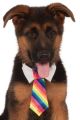 Rainbow Tie Pet Costume Meduim-Large