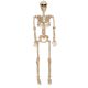 Seasons Crazy Bonez Posable Skeleton Decoration, 36