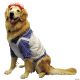 Morris RAGGEDY ANN DOG COSTUME LG