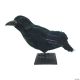 Morris RAVEN BLACK