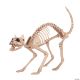 Morris SKELETON CAT