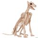 Morris SKELETON DOBERMAN