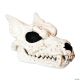 Morris WEREWOLF SKULL